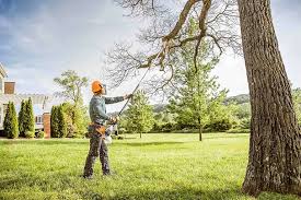 Best Tree Disease Treatment  in Air Force Academy, CO