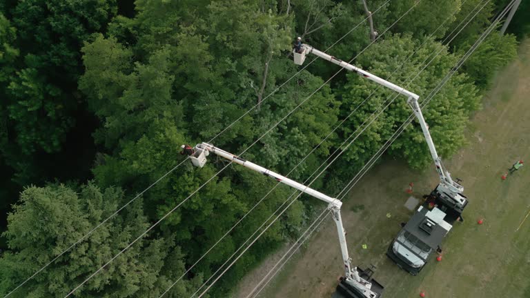 Trusted Air Force Academy, CO Tree Care Services Experts